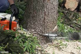  Toftrees, PA Tree Care Pros