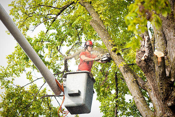 Leaf Removal in Toftrees, PA