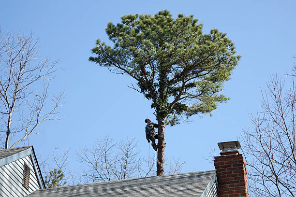 Best Tree Health Inspection  in Toftrees, PA